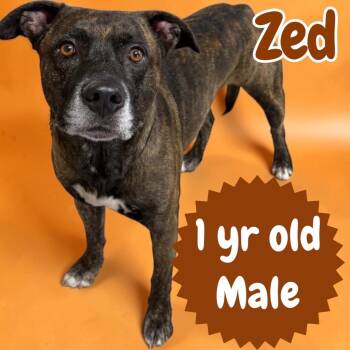 Zed -  Pit Bull Terrier Dog for Adoption in Sorrento, Louisiana - Zed | PetCurious