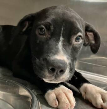 Noel -  Mixed Breed Dog for Adoption in Parma, Ohio - Noel | PetCurious