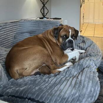 Pilsner -  Boxer Dog for Adoption in Denver, Colorado - Pilsner | PetCurious
