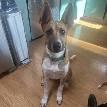 Pippa -  Cattle Dog Dog for Adoption in Bellingham, Washington - Pippa | PetCurious