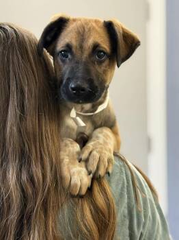 Australian Cattle Dog Blue Heeler and Shepherd Dogs Available for Adoption - Gavin (AVAILABLE 4/7) | PetCurious