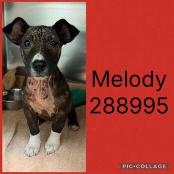 MELODY -  Mixed Breed Dog for Adoption in Macon, Georgia - MELODY | PetCurious