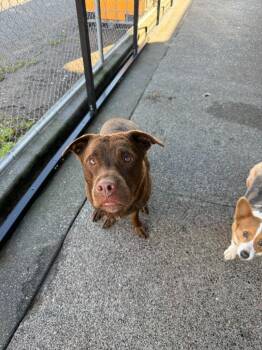 Labrador Retriever Dogs Available for Adoption - Moose | PetCurious