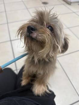 Coco -  Mixed Breed Dog for Adoption in Largo, Florida - Coco | PetCurious