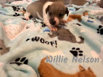 Willie -  Chihuahua Dog for Adoption in Manhattan, Kansas - Willie | PetCurious