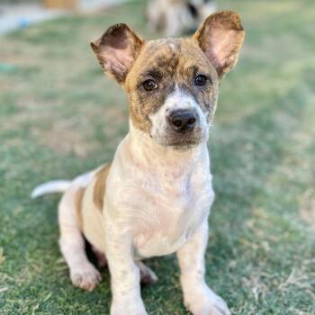 Corgi and Terrier Dogs Available for Adoption in Fayetteville, Georgia - Joe Friday | PetCurious
