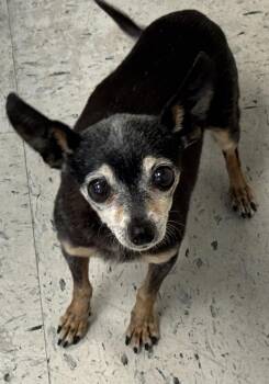 *Yzma* -  Chihuahua Dog for Adoption in Salt Lake City, Utah - *Yzma* | PetCurious