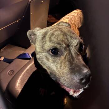 Tater-Tot -  Mixed Breed Dog for Adoption in Philadelphia, Pennsylvania - Tater-Tot | PetCurious