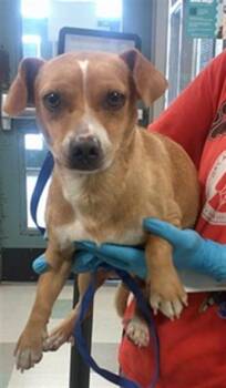 A476767 -  Chihuahua Dog for Adoption in Oklahoma City, Oklahoma - A476767 | PetCurious