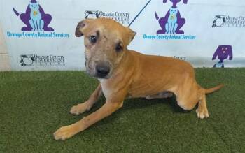 Pit Bull Terrier and Mixed Breed Dogs Available for Adoption - A590464 | PetCurious