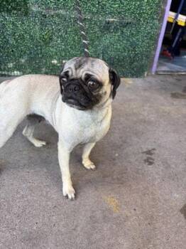 61685796 -  Pug and Mixed Breed Dog for Adoption in El Paso, Texas - 61685796 | PetCurious