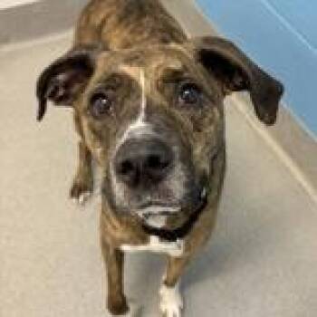 Raja -  Plott Hound Dog for Adoption in Hilliard, Ohio - Raja | PetCurious