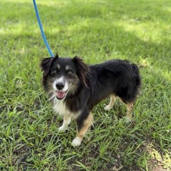 Australian Shepherd Dogs Available for Adoption in Carencro, Louisiana - Slim Jim | PetCurious
