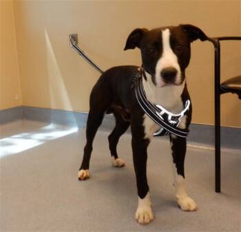 MARTIN -  Pit Bull Terrier Dog for Adoption in San Jose, California - MARTIN | PetCurious