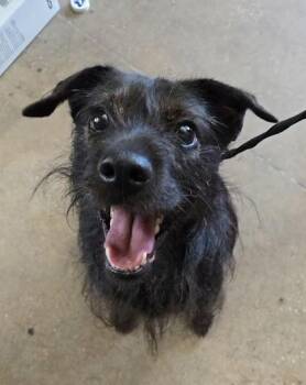 WEEZEE -  Terrier Dog for Adoption in Fernandina Beach, Florida - WEEZEE | PetCurious