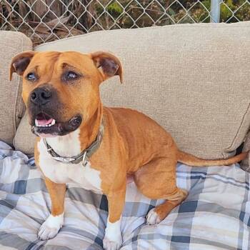 Rescue Pit Bull Terrier and American Staffordshire Terrier Dogs for Adoption in San Pablo, California - Vision Clarence | PetCurious