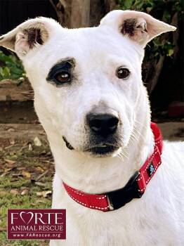 Stella -  American Staffordshire Terrier and Jack Russell Terrier Dog for Adoption in Marina Del Rey, California - Stella | PetCurious