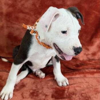 Dipper -  Boxer and Pit Bull Terrier Dog for Adoption in Smithville, Tennessee - Dipper | PetCurious
