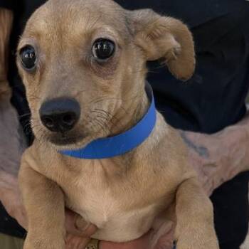 Lab -  Chihuahua Dog for Adoption in San Gabriel, California - Lab | PetCurious