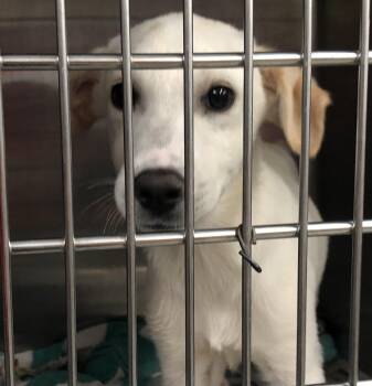 Chloe -  Labrador Retriever Dog for Adoption in Parma, Ohio - Chloe | PetCurious