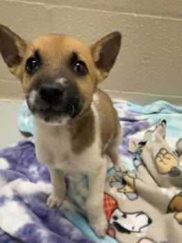Lotte -  Mixed Breed Dog for Adoption in Black Eagle, Montana - Lotte | PetCurious