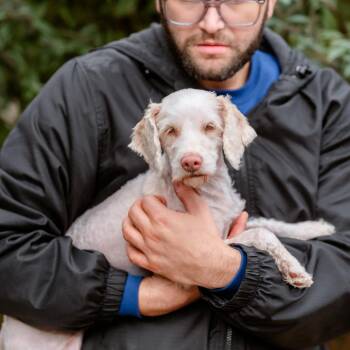 Rescue Miniature Poodle Dogs for Adoption in Chester Springs, Pennsylvania - Kinley | PetCurious