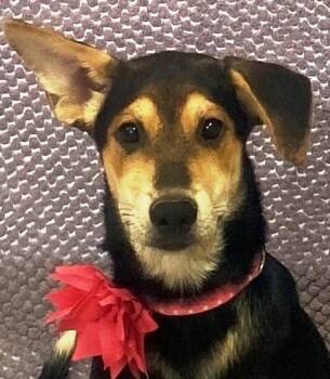 Peanut Butter -  Treeing Walker Coonhound and German Shepherd Dog Dog for Adoption in Lodi, California - Peanut Butter | PetCurious