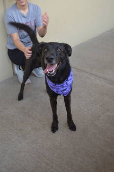 Rescue Labrador Retriever Dogs for Adoption in Mckinney, Texas - Ripken | PetCurious