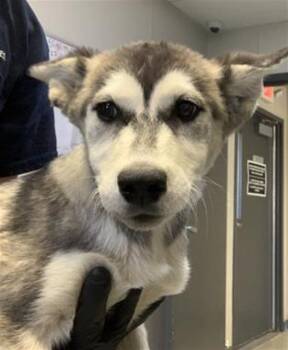 Husky and Mixed Breed Dogs Available for Adoption in Visalia, California - A252663 | PetCurious