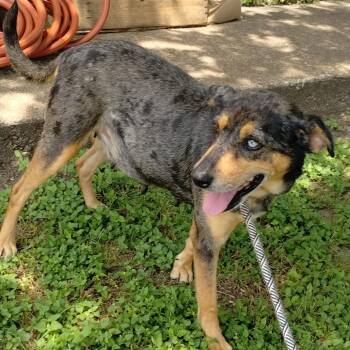 Catahoula Leopard Dog Dogs Available for Adoption in Corsicana, Texas - Bellissima D46907 | PetCurious