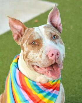 American Staffordshire Terrier Dogs Available for Adoption in Fort Lauderdale, Florida - RINGO | PetCurious