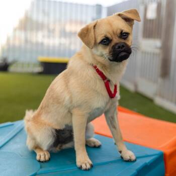 Tricky -  Pug and Chihuahua Dog for Adoption in Palm Springs, California - Tricky | PetCurious