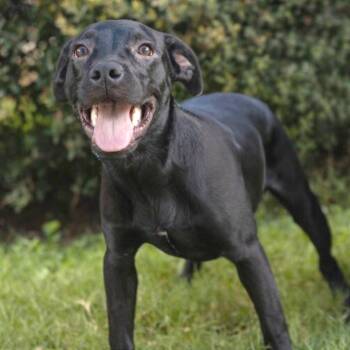Sapphire -  Black Labrador Retriever and Mixed Breed Dog for Adoption in Brownsboro, Alabama - Sapphire | PetCurious