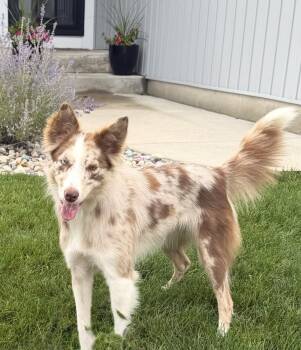 1222 Dakota -  Australian Shepherd and Border Collie Dog for Adoption in Ringwood, Illinois - 1222 Dakota | PetCurious