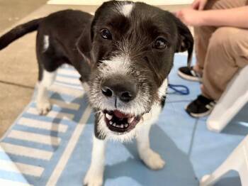 SWEET PEA -  Giant Schnauzer and Mixed Breed Dog for Adoption in Santa Rosa, California - SWEET PEA | PetCurious