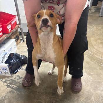 Cherry -  Terrier and Mixed Breed Dog for Adoption in Clanton, Alabama - Cherry | PetCurious