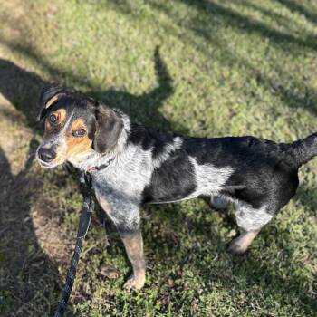 Theo -  Mixed Breed Dog for Adoption in Gadsden, Alabama - Theo | PetCurious