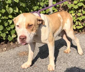 Joe Louis -  Pit Bull Terrier Dog for Adoption in Mobile, Alabama - Joe Louis | PetCurious