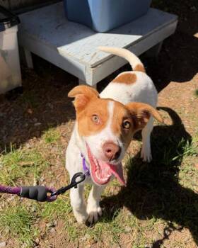 Australian Cattle Dog Blue Heeler and Mixed Breed Dogs Available for Adoption in Boston, Massachusetts - ROSITA | PetCurious