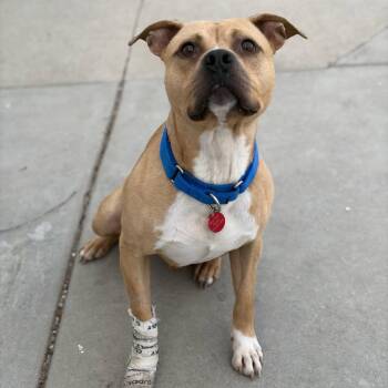 Pit Bull Terrier and Mixed Breed Dogs Available for Adoption in St. Peters, Missouri - Roland | PetCurious