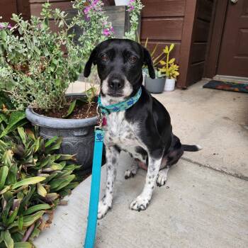 Eva -  Labrador Retriever Dog for Adoption in Harlingen, Texas - Eva | PetCurious