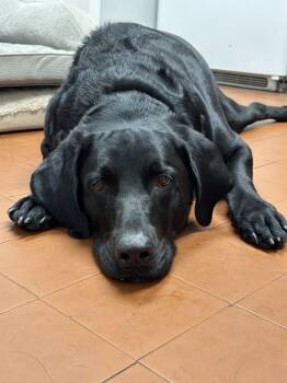 Rescue Labrador Retriever Dogs for Adoption in Harrison, New York - Zach | PetCurious