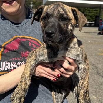 Treeing Walker Coonhound and Black Mouth Cur Dogs Available for Adoption in Eastford, Connecticut - NY Loreto Avail Apr 25 (Tractor Supply Patterson NY) | PetCurious