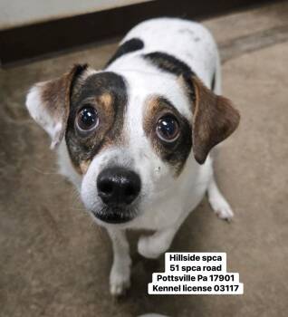 Owen -  Rat Terrier Dog Available for Adoption in Pottsville, Pennsylvania - Owen | PetCurious