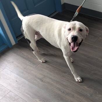 Nico -  Pit Bull Terrier Dog for Adoption - Nico | PetCurious