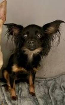 Beautiful -  Papillon and Chihuahua Dog for Adoption in Winter, Wisconsin - Beautiful | PetCurious