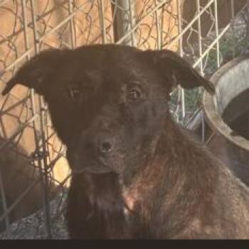 Arial -  Labrador Retriever and American Staffordshire Terrier Dog for Adoption in Austin, Texas - Arial | PetCurious