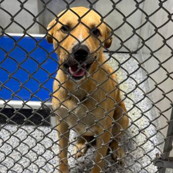 Rescue American Staffordshire Terrier and Labrador Retriever Dogs for Adoption in Greenville, South Carolina - Chance | PetCurious