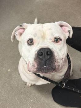 Aries -  Mixed Breed Dog for Adoption in West Chester, Pennsylvania - Aries | PetCurious