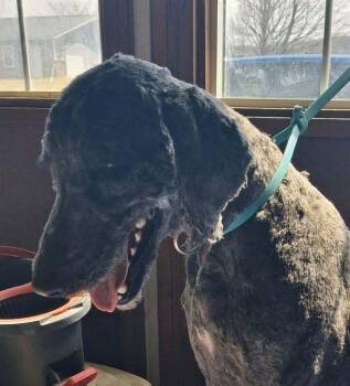 Betty -  Poodle Dog Available for Adoption in Mauston, Wisconsin - Betty | PetCurious